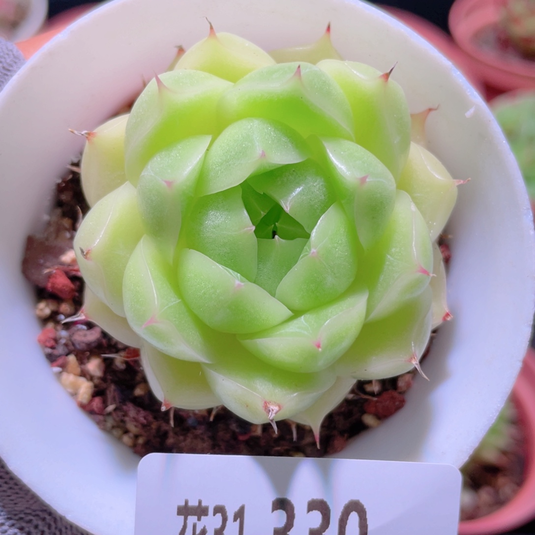 花利美31-330麦秆