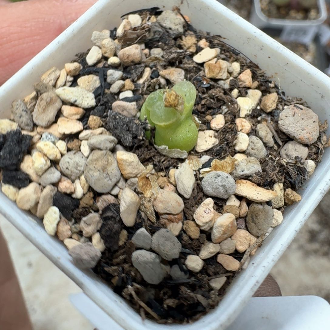 nF26。奶瓶一颗。带盆