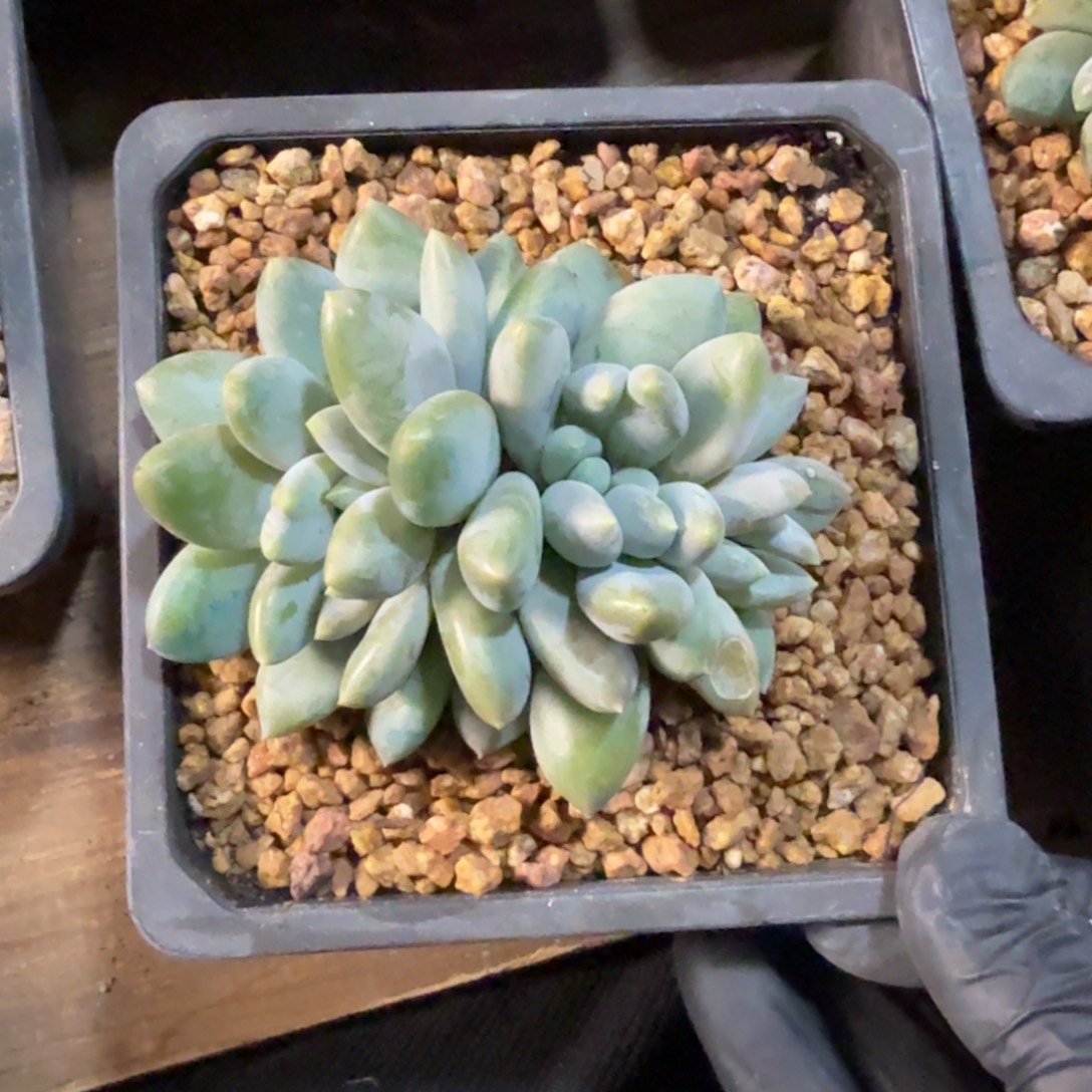 哥特小缀1111111111111