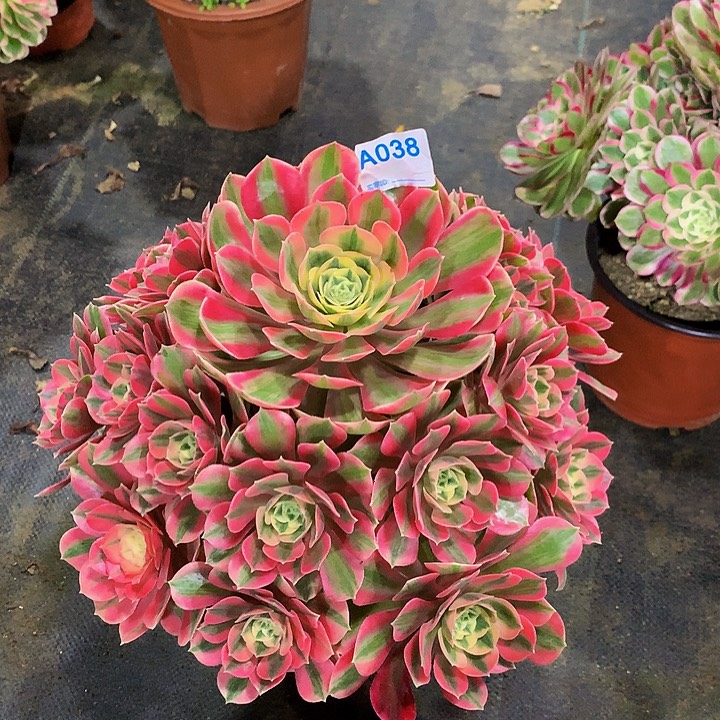 栀*多肉女妖法师038