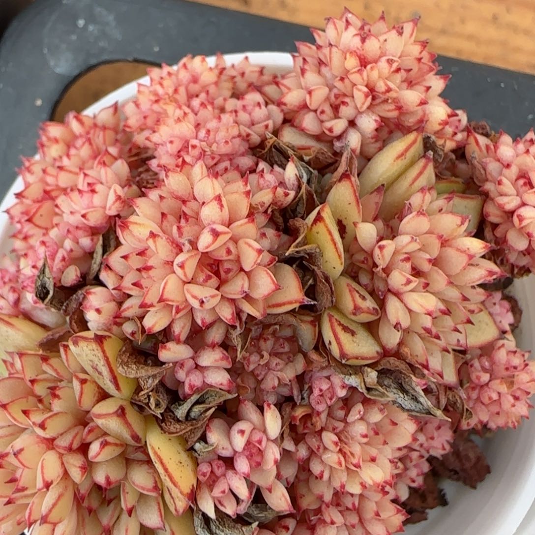 花语逸镜0205-377甜茶