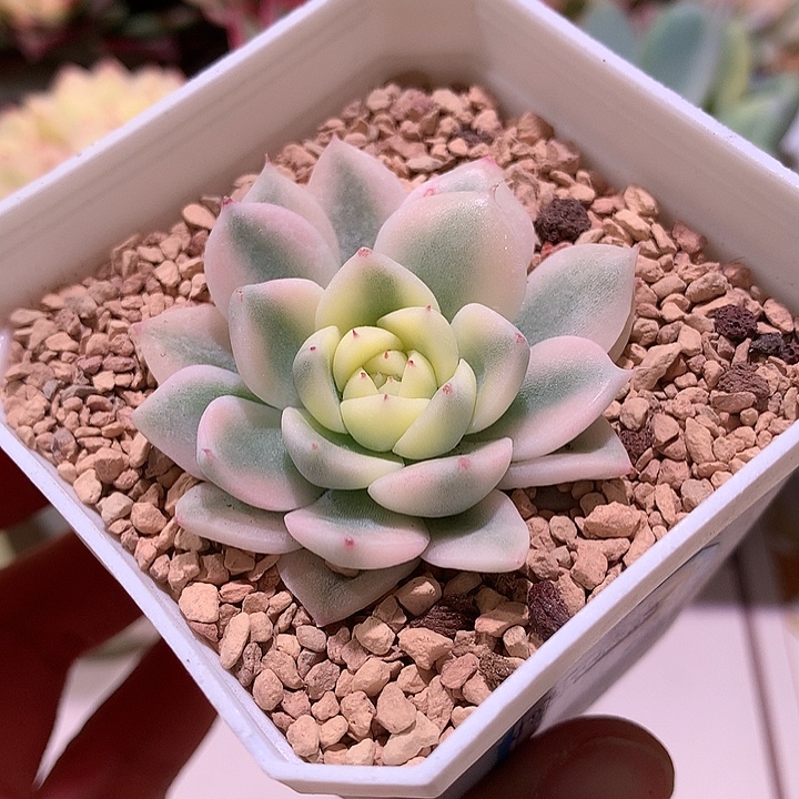 阿尔巴西施腹轮锦