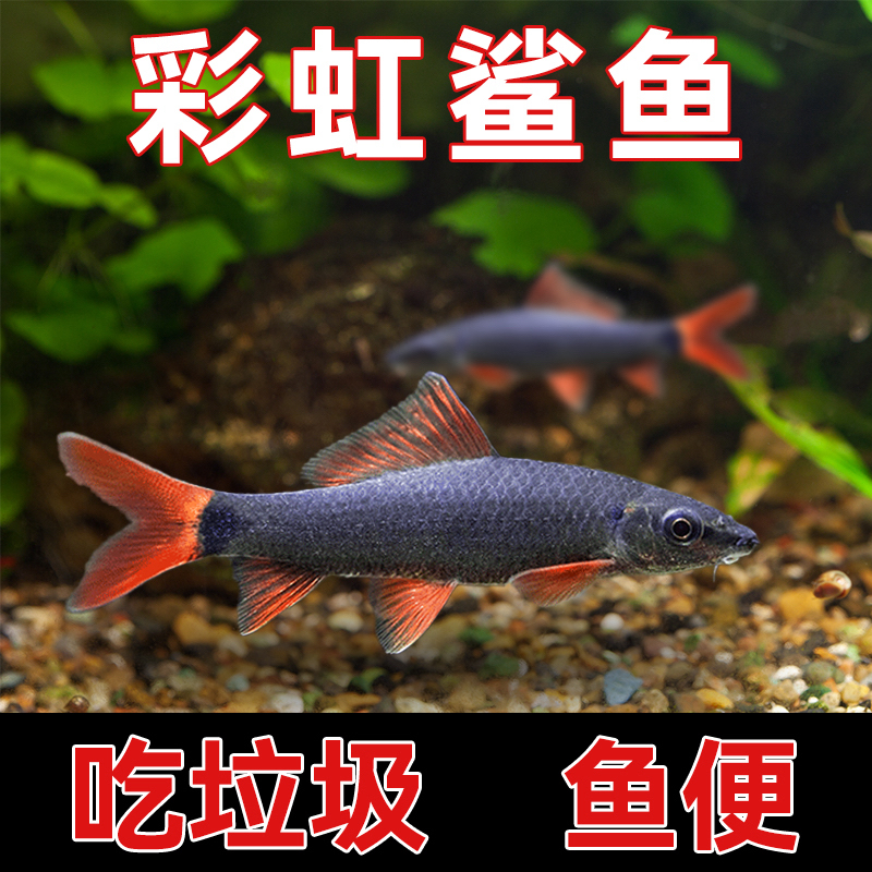 彩虹鲨金苔鼠红尾黑鲨清洁工具鱼
