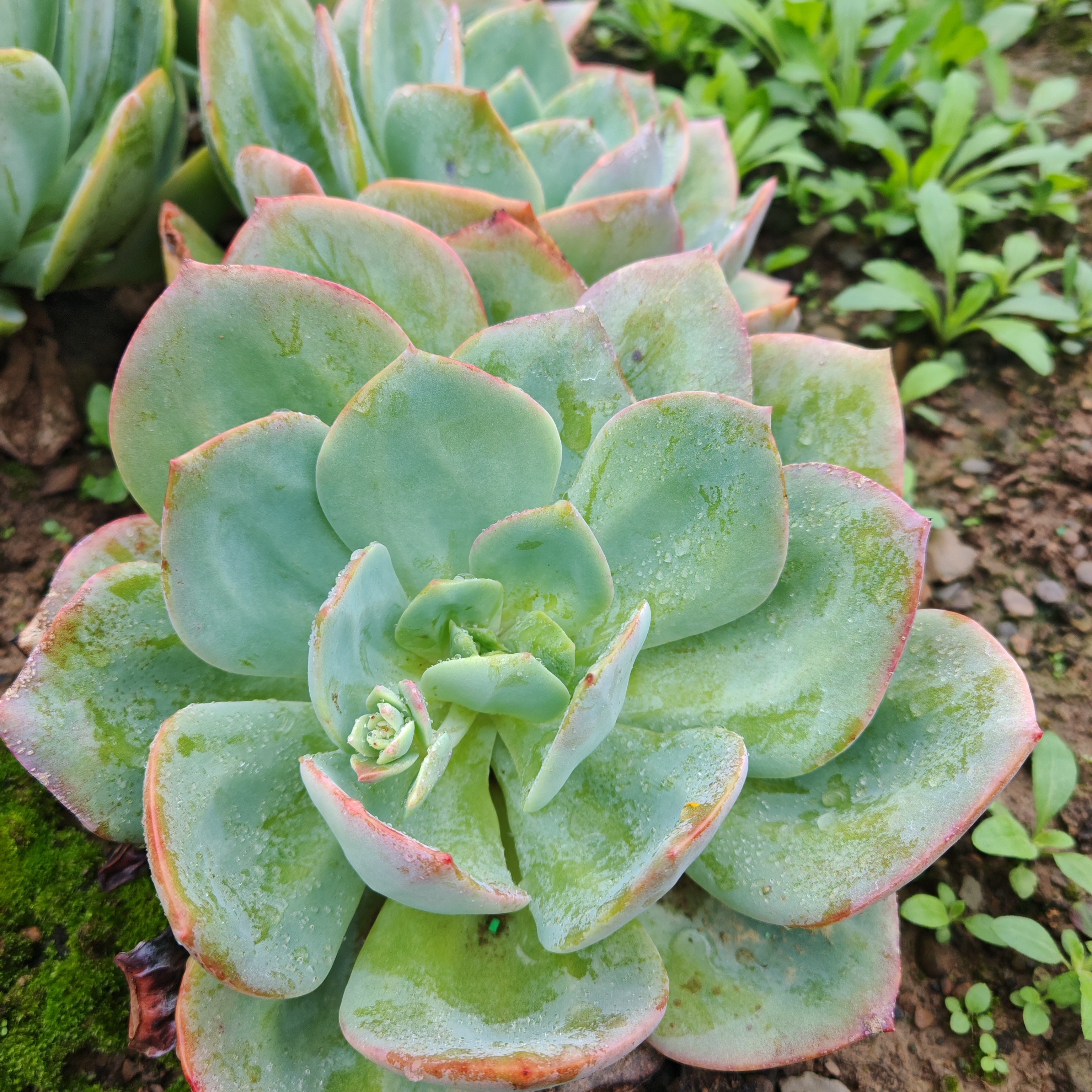 地栽大白凤三颗包邮