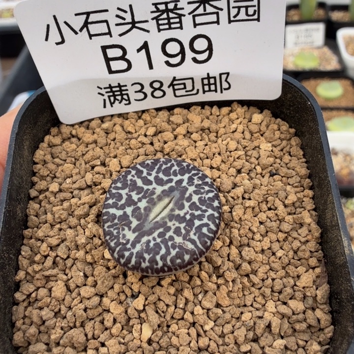 霸***奔专拍 泡泡安贞一颗 带盆发