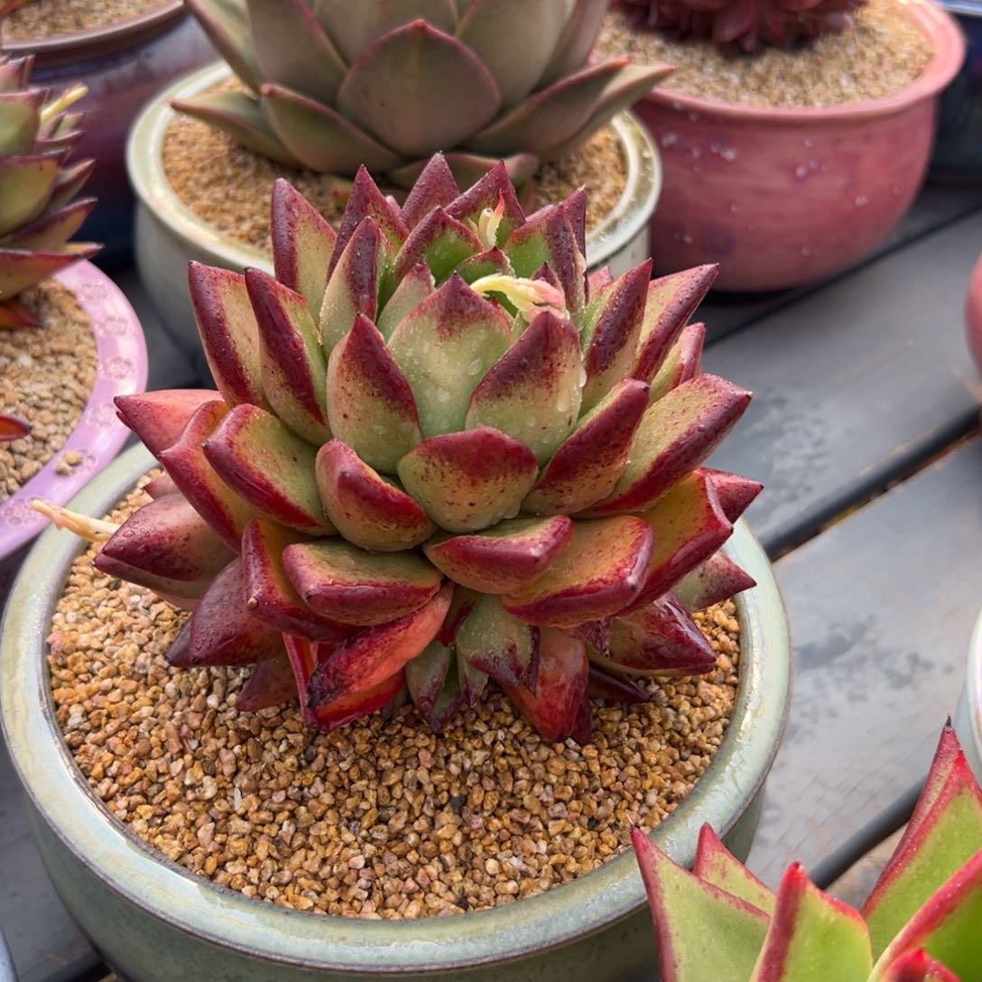 多肉一物一拍0304-33