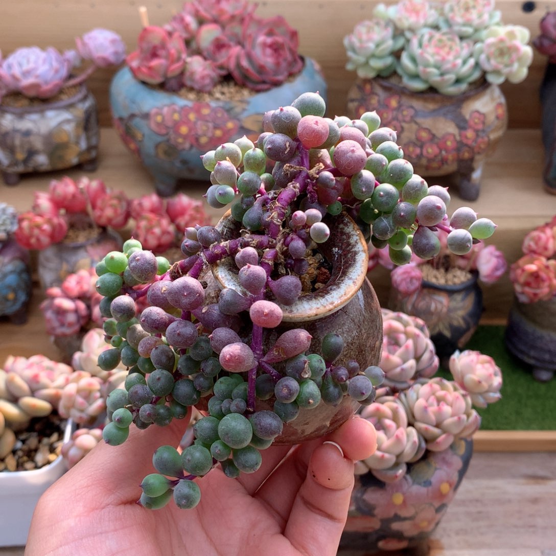 紫葡萄一物一拍整群