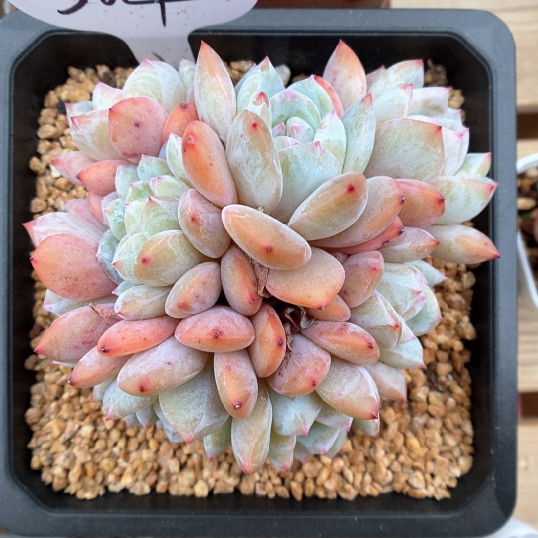 星影九头群生304号 