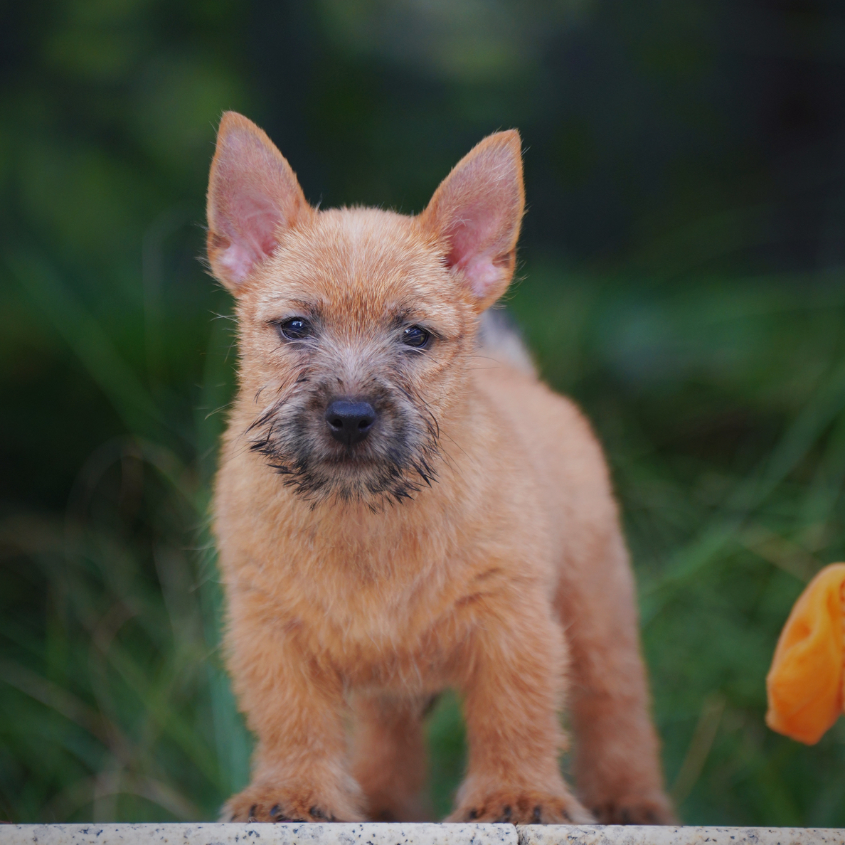 疫苗齐全包邮到家的双血统诺维奇梗犬马尔泰犬长大后小猫比格犬