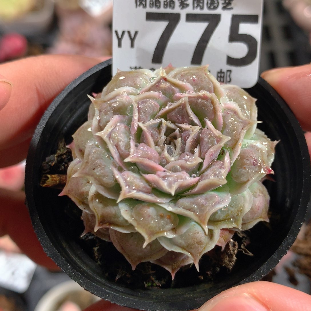 5CM拇指盆精控多肉YY775