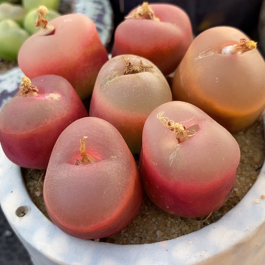 冰魄荔枝窗1颗。     