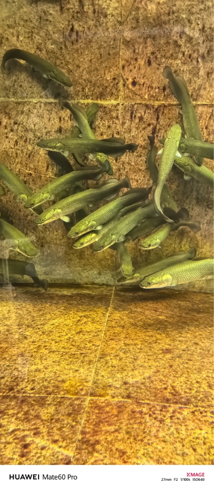 巨骨鱼舌鱼红尾海象观赏鱼水族箱淡水肉食鱼活体