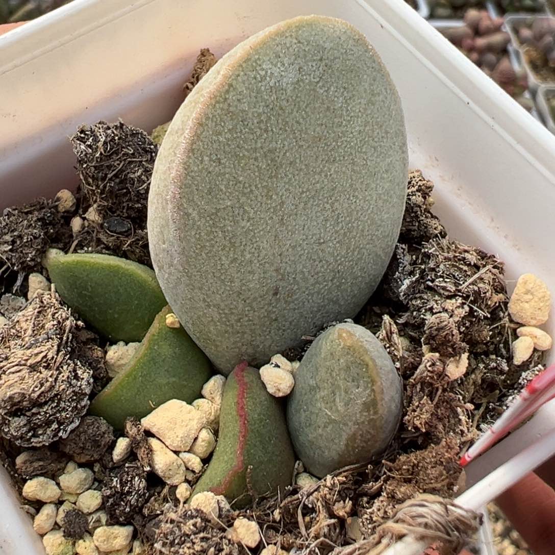 白月光母叶背后有疤多肉植物