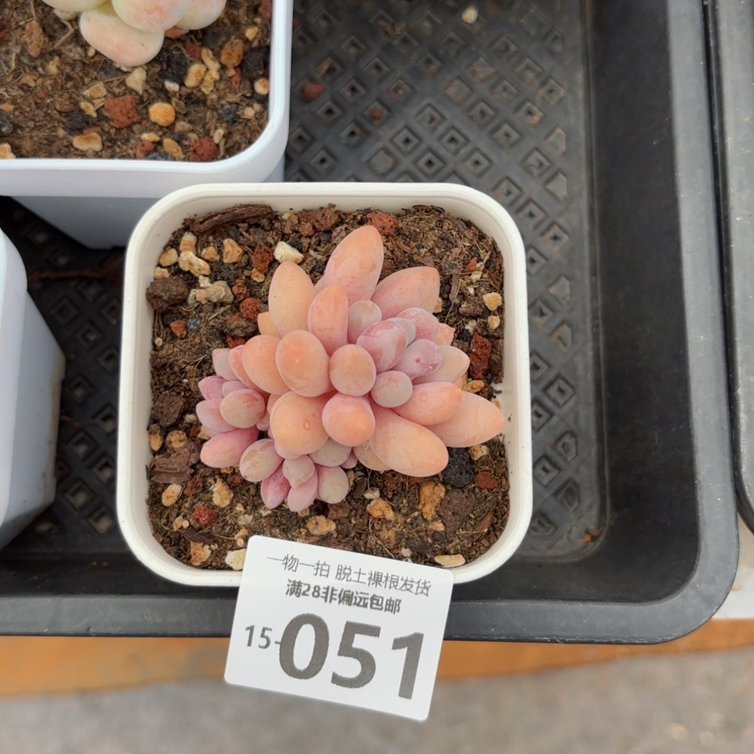 汤圆小群生多肉多肉