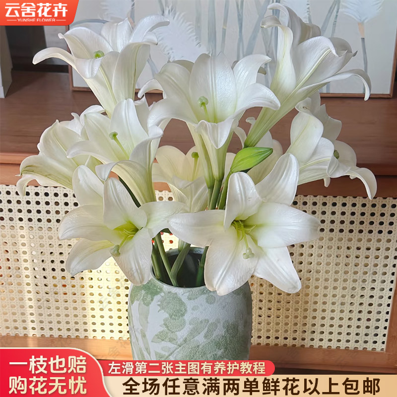 【云舍花卉】【白铁炮】百合 全场任意满两单及以上鲜花包邮发货