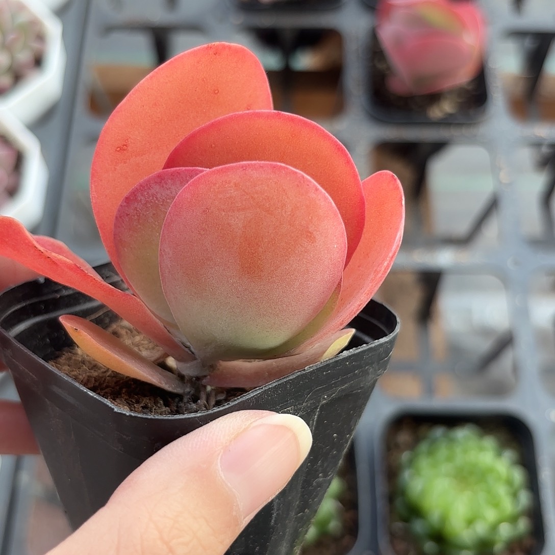 精品唐印多肉植物