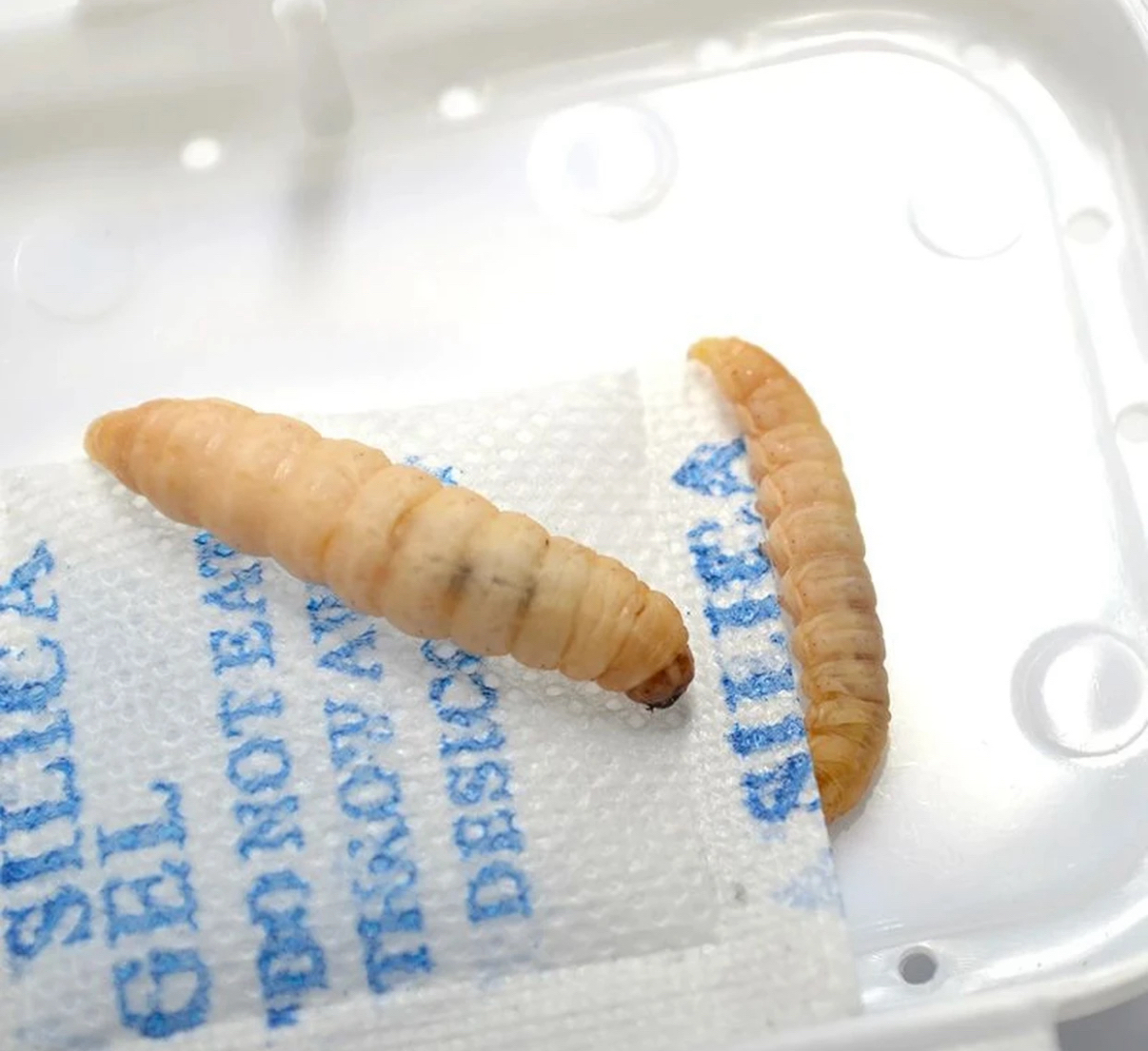 食虫类 杂鸟 麻雀  各种小型鸟   绣眼小号葡密虫  虫食