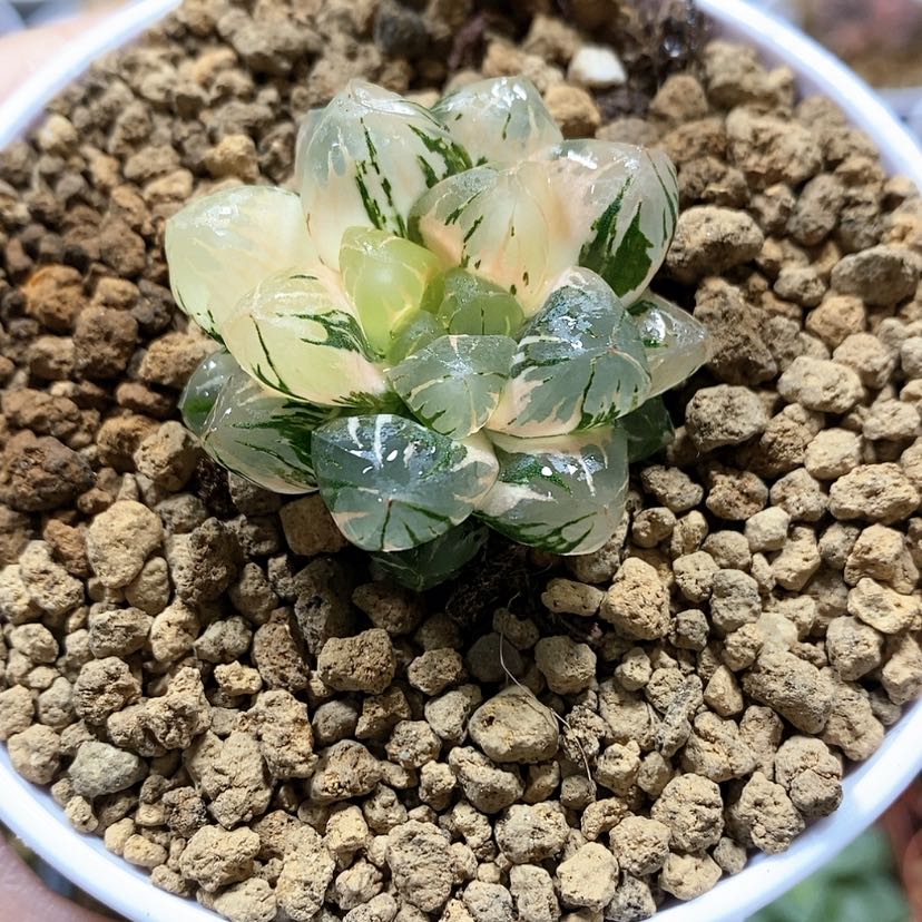【闪购商品】138广濑玉露锦