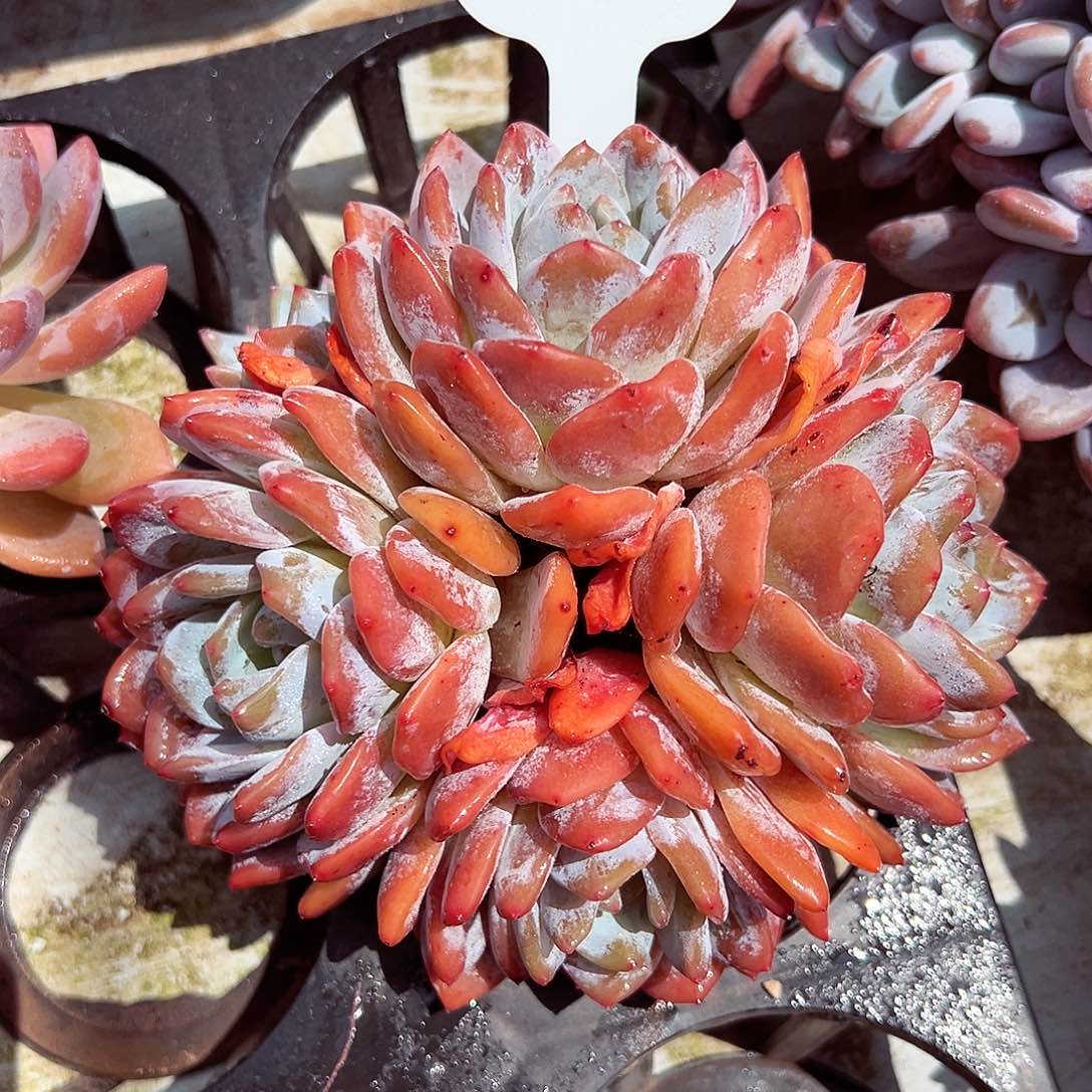 0908-100绝绝子星影