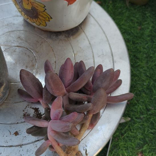 红手指小群生啧啧啧啧