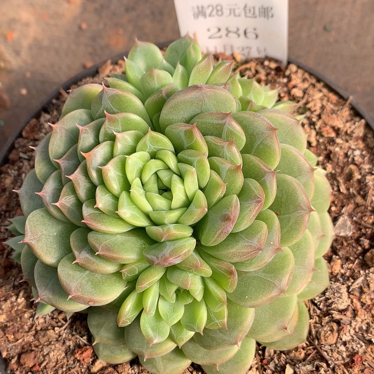 【闪购商品】云286号