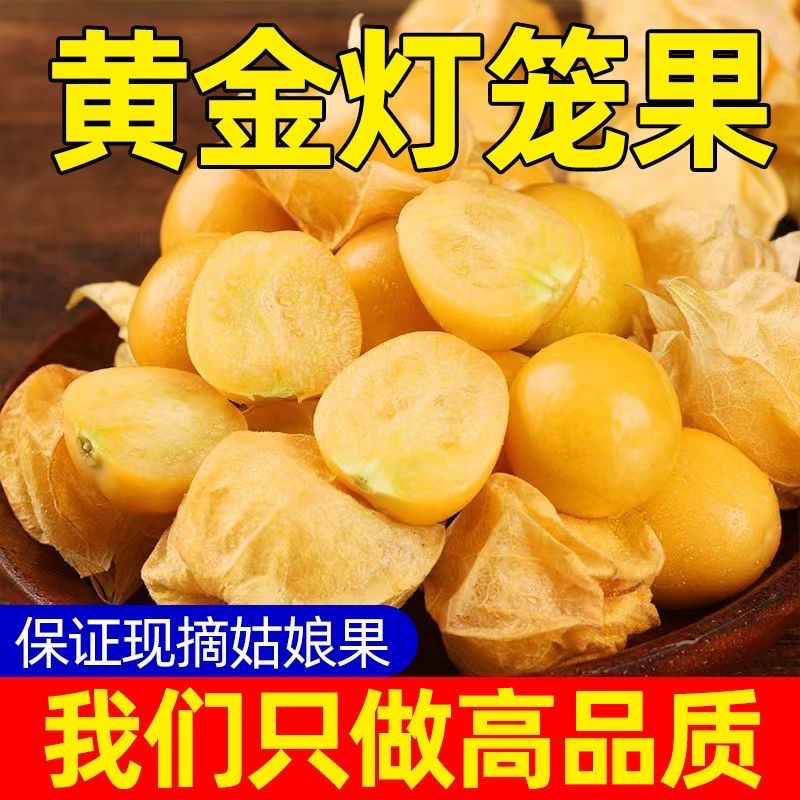 【超值】东北姑娘果薄皮姑娘果应季新鲜水果黄金灯笼果产地直发包邮