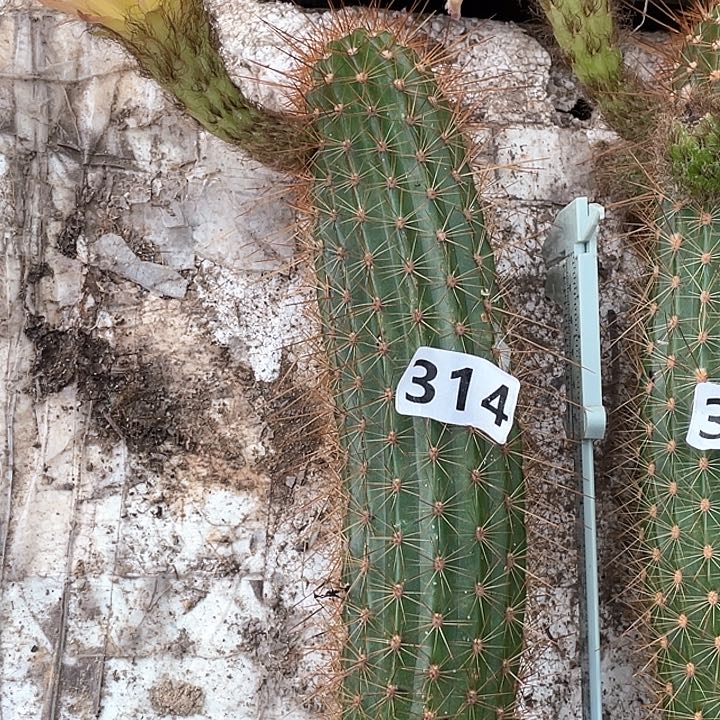 314号ts126无根大侧颜25厘米左右