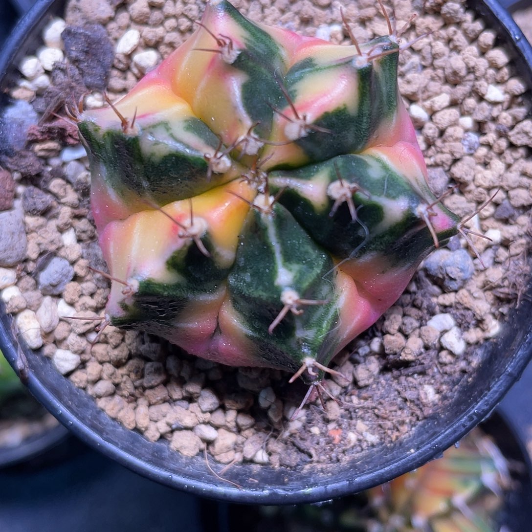 1-220黛安娜4.5厘米