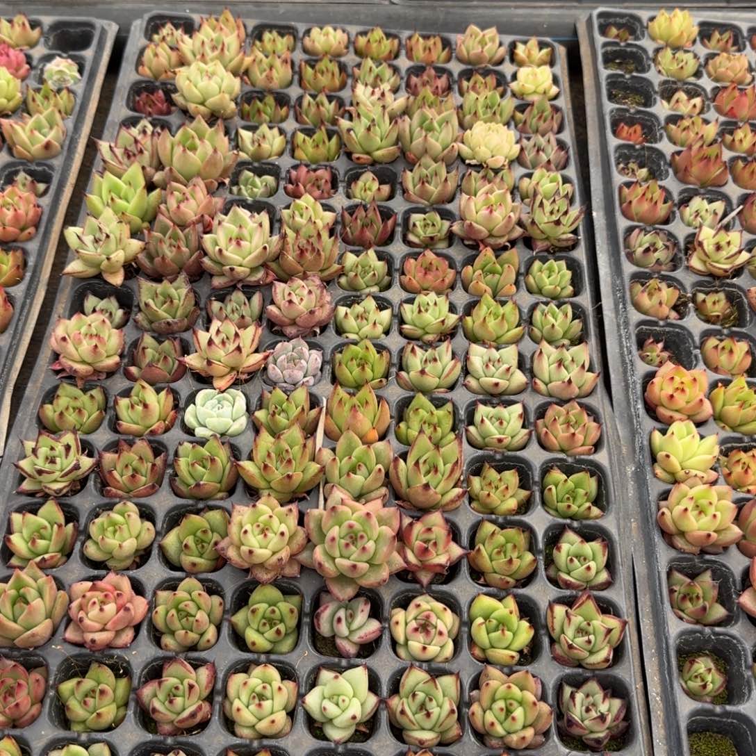 东云保底100颗量拍22-146