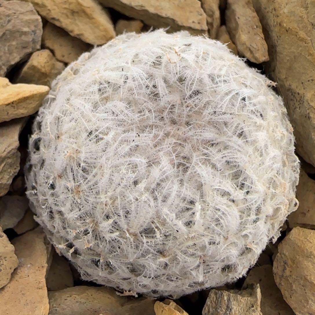 018实生羽姬玉3厘米