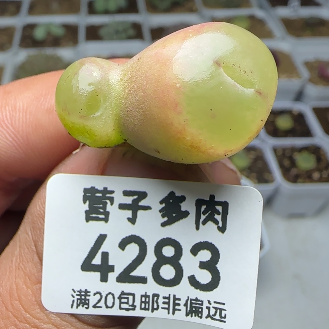 怪。               