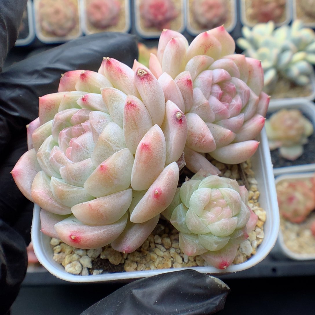 多肉植物。 糖心90