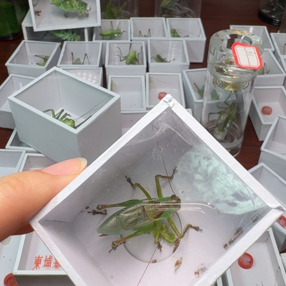 蟋蟀柬埔寨一只 紫竹。一扎嘴一只