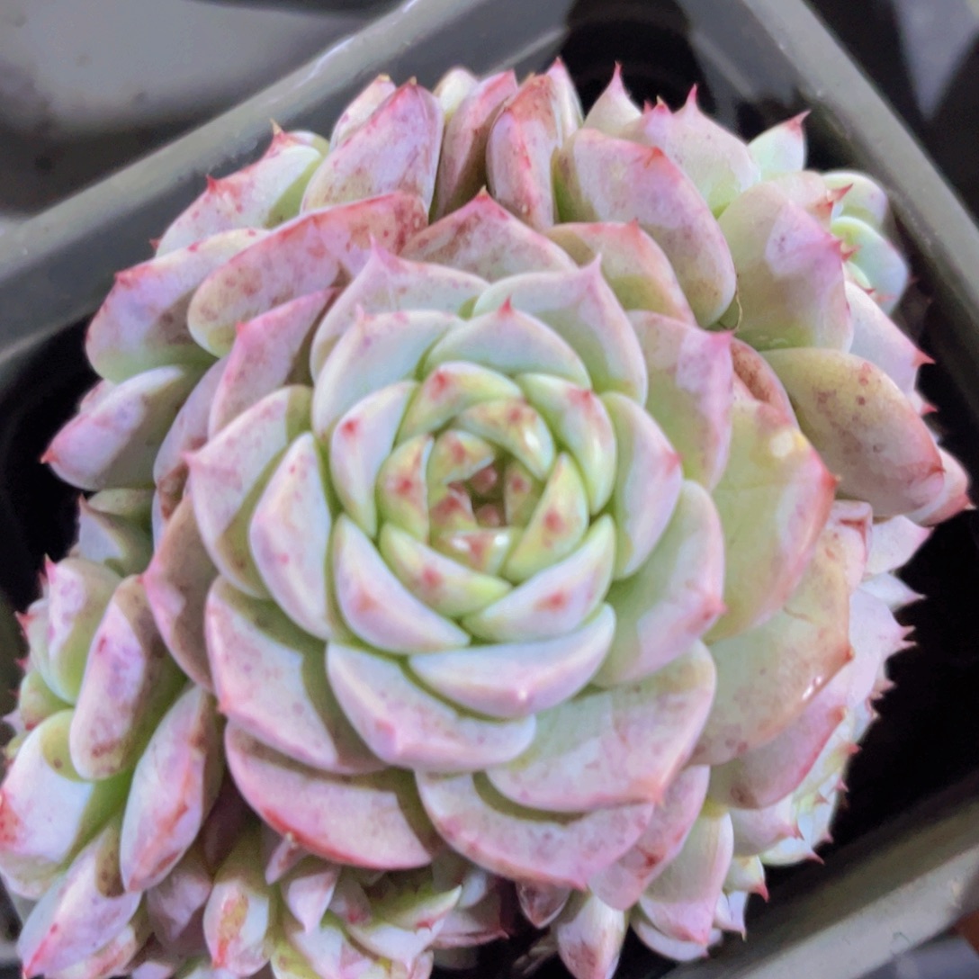 天鹅绒31239多肉植物