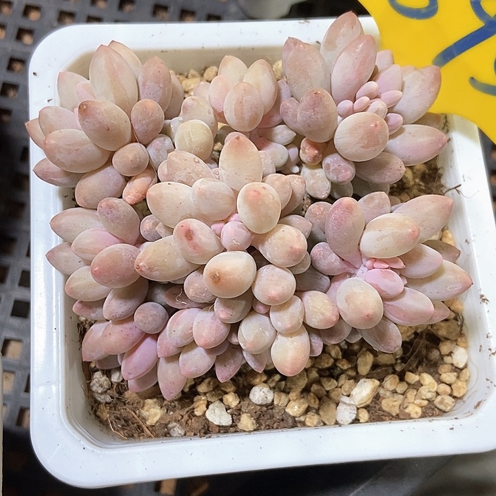 多肉植物895多肉