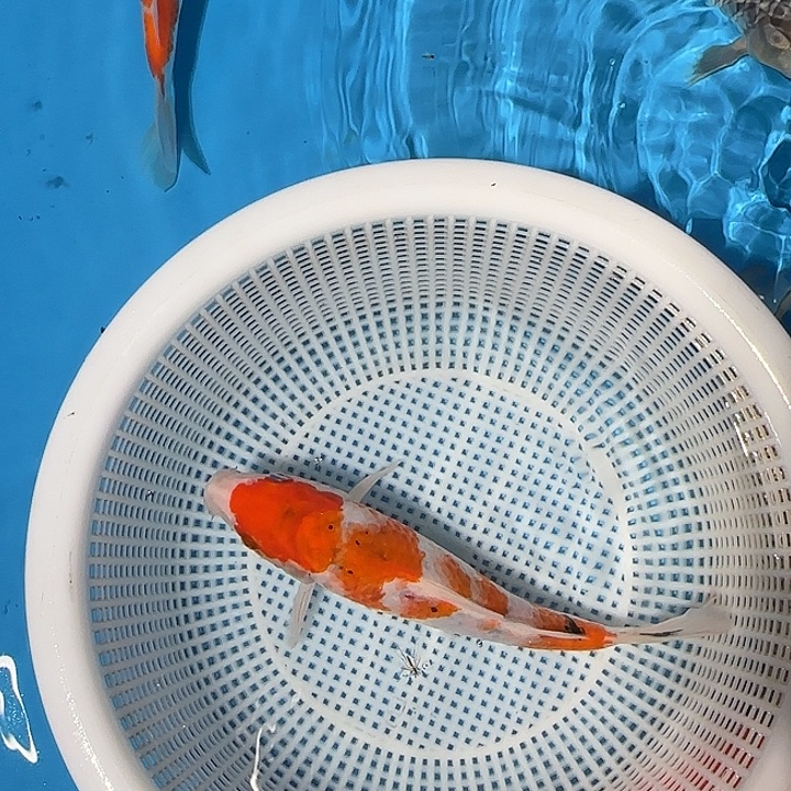 呵***呵海水锦鲤的故事是