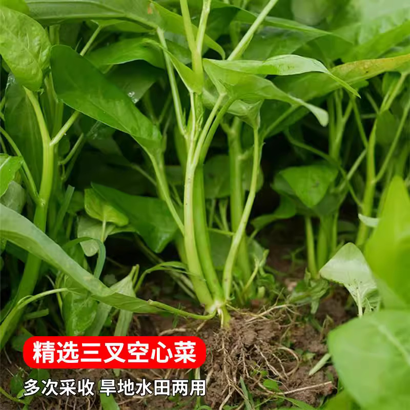 【全店满5包包邮】三叉空心菜种籽通心菜种子四季易种阳台盆栽大叶