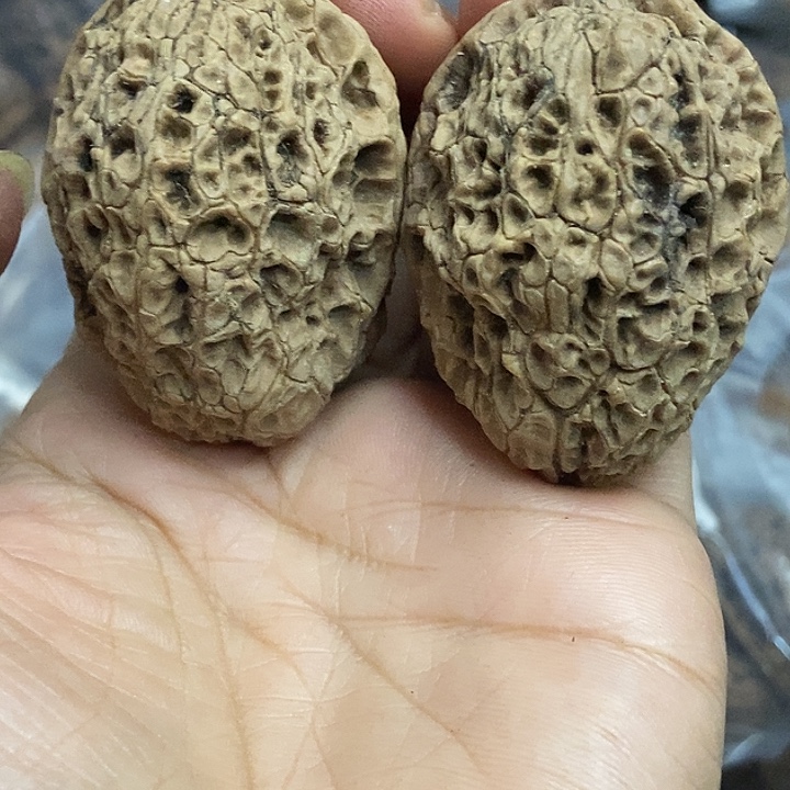 文玩核桃把件云南铁核桃基地59