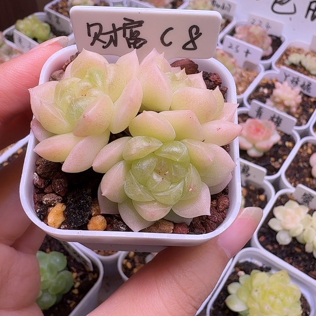 3头财富c8(有瑕疵)多肉一物一拍