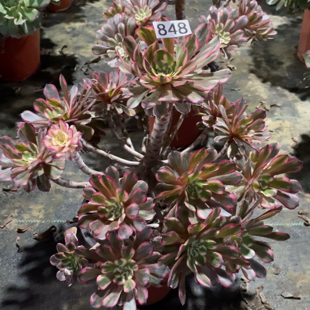 粉体白月光变异老桩