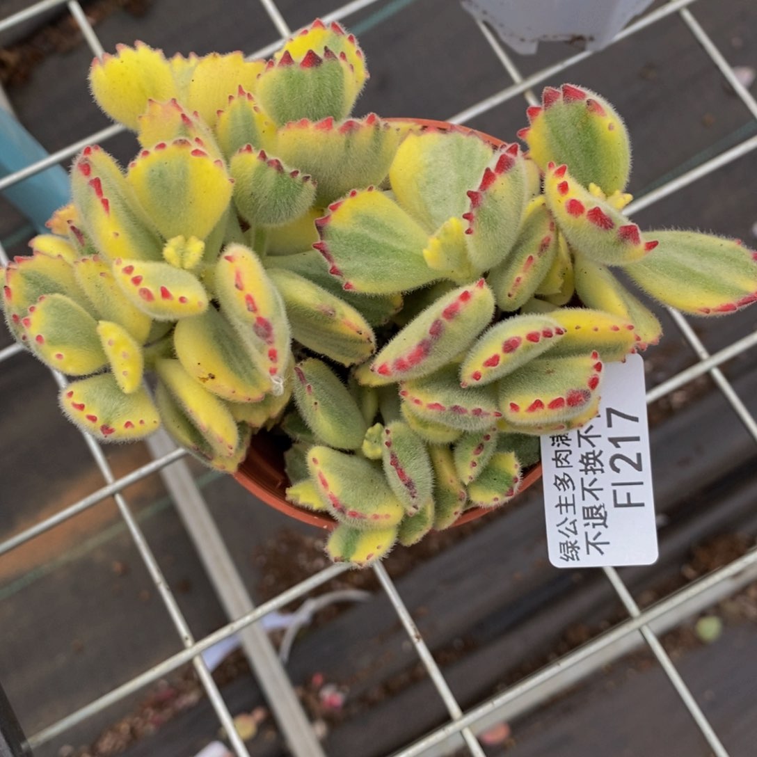 彩熊217/10cm不包整