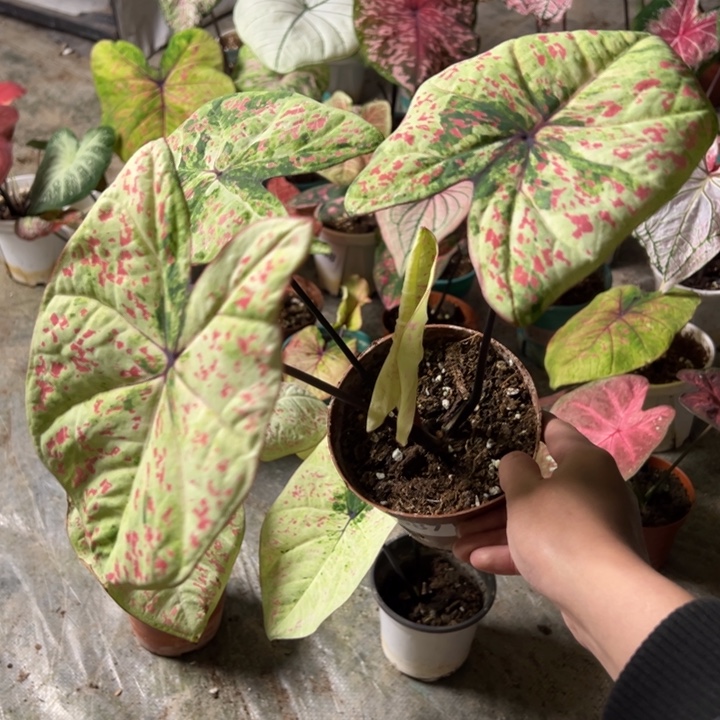 万***.不开花植物A587不包种球大小不包叶损