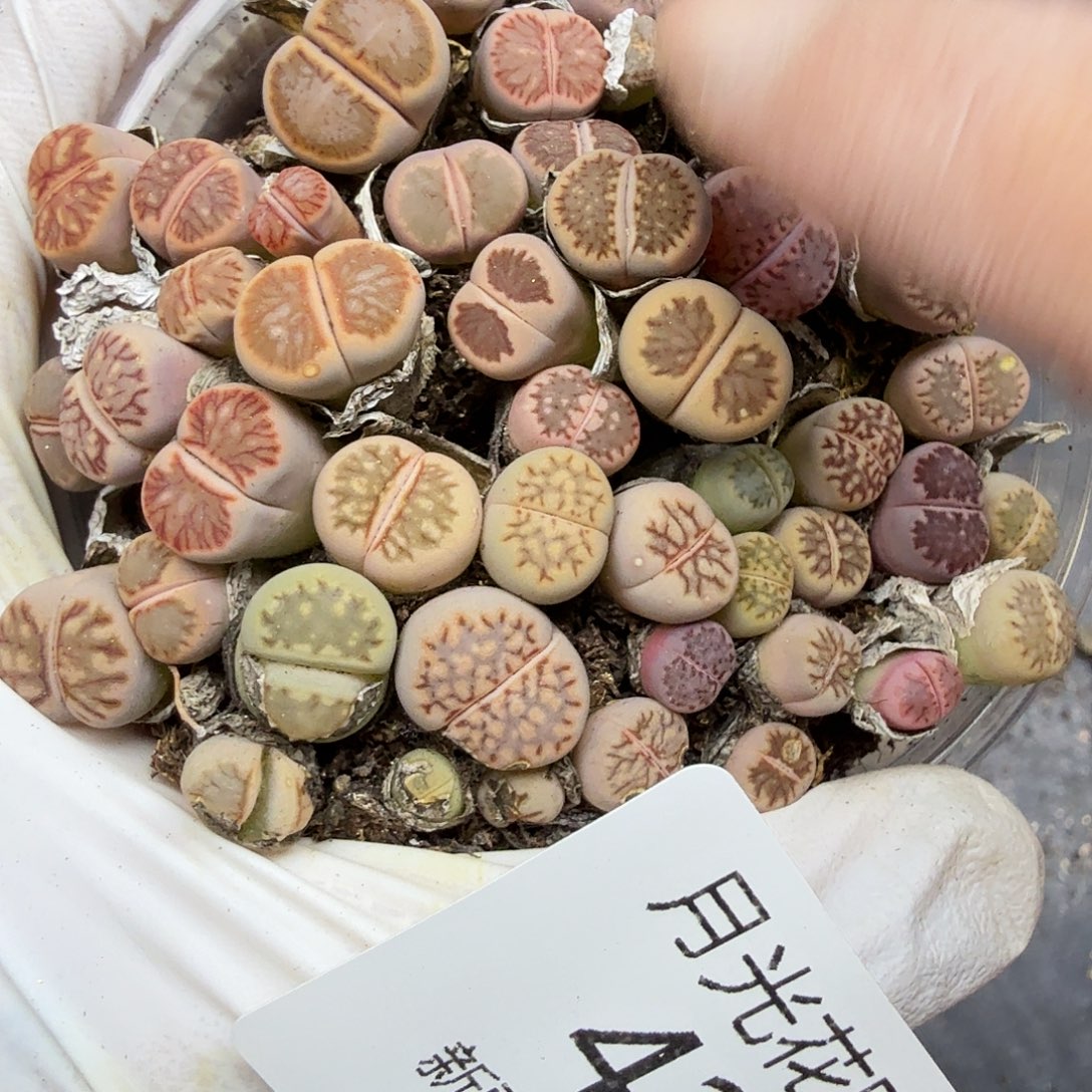 哈哈笑不出话就笑道423好