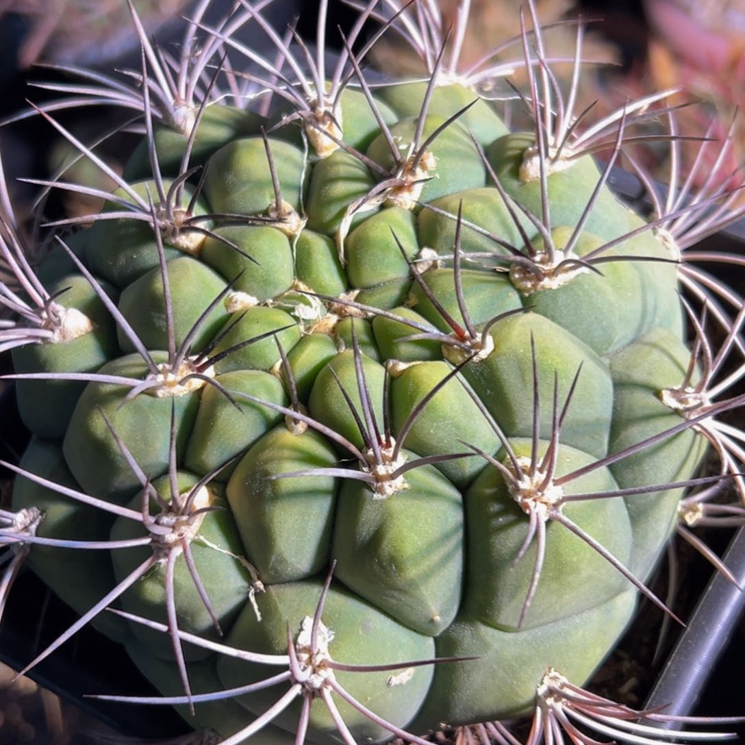 精品新天地（佛头）