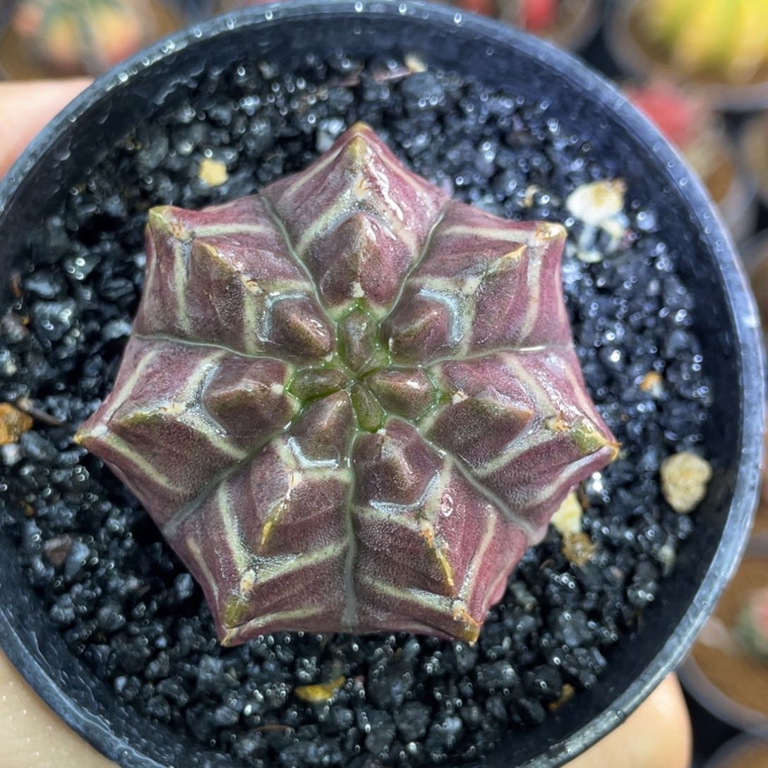 米哈星球00000000603