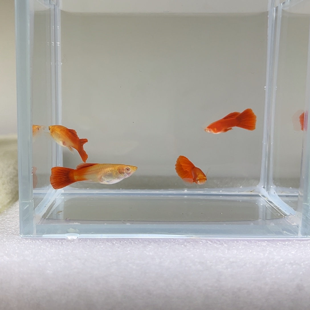 海水鱼血红3公3母