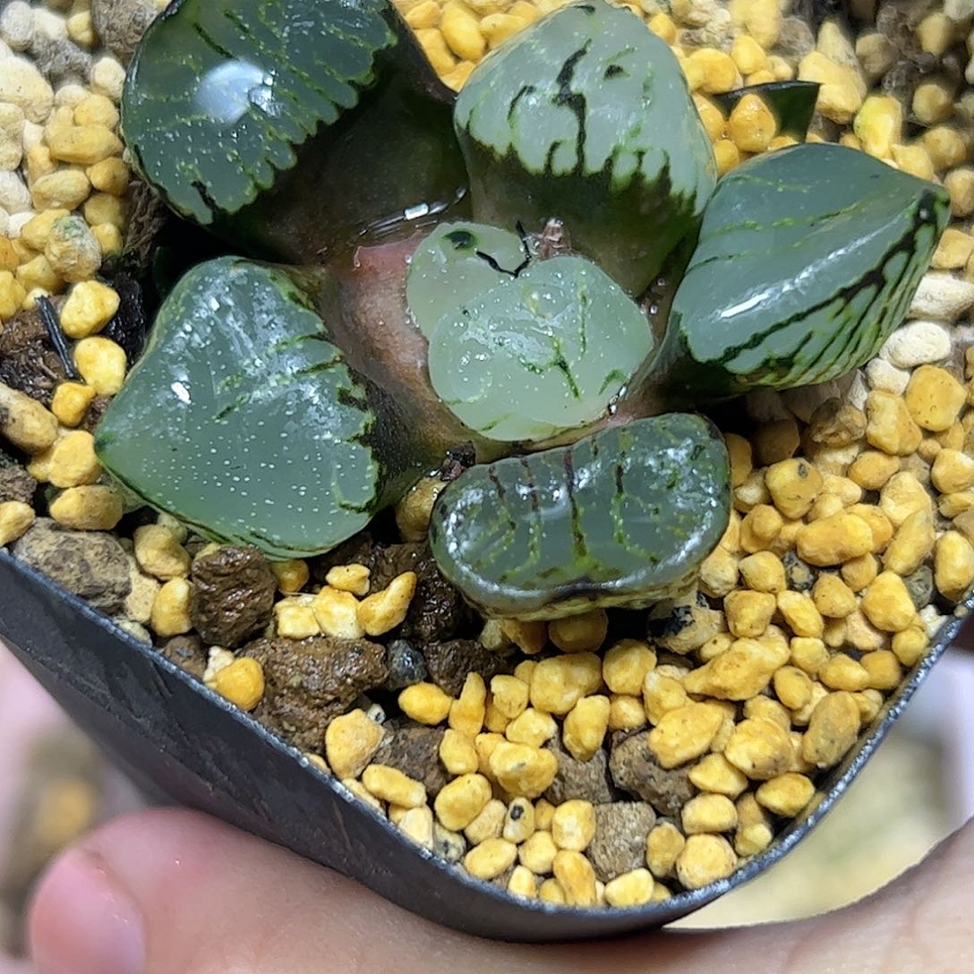 魔晶球十二卷多肉植物