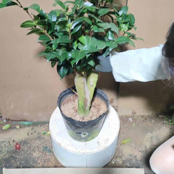 501四品，原盆原土发货，不包邮