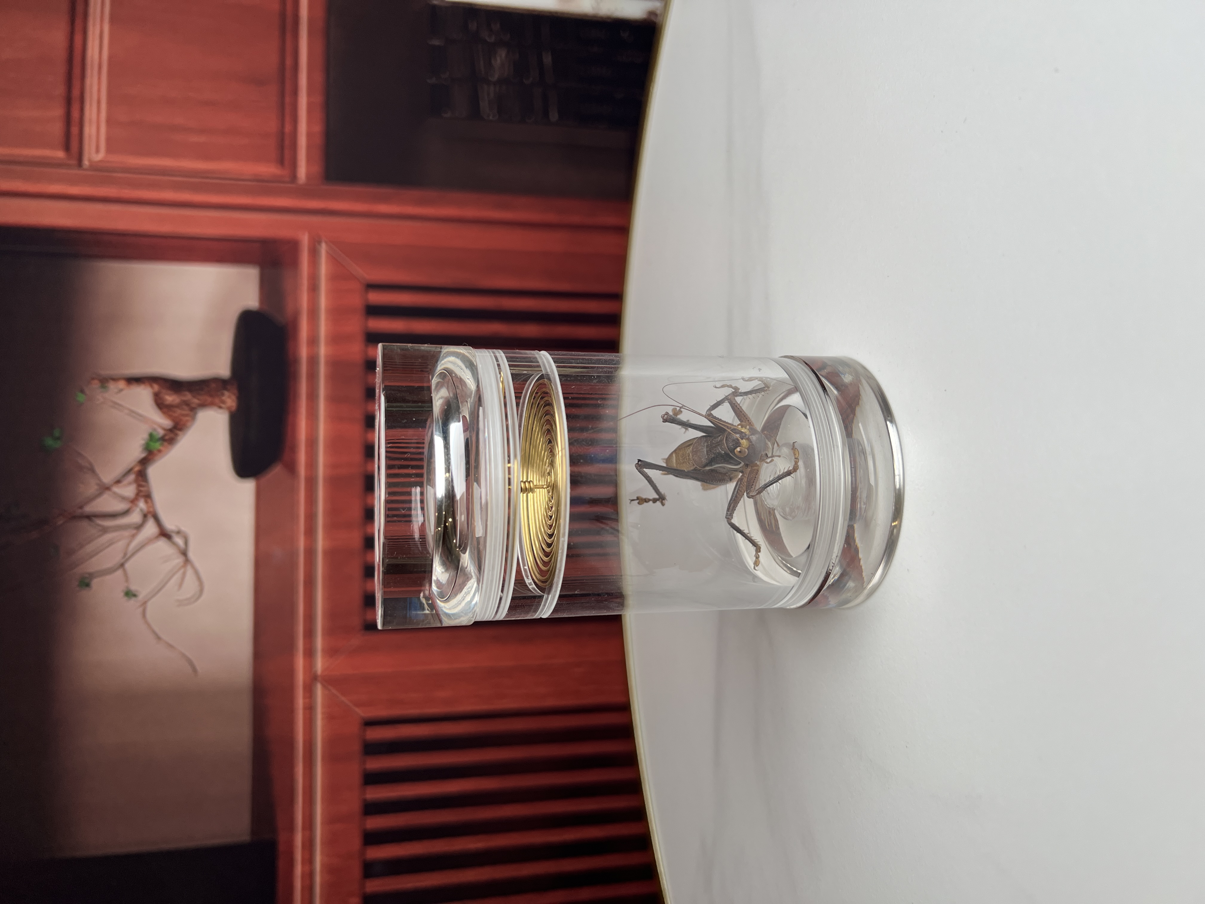 1只蝈蝈+1个水晶老王罐 （包邮 到货包活 ）