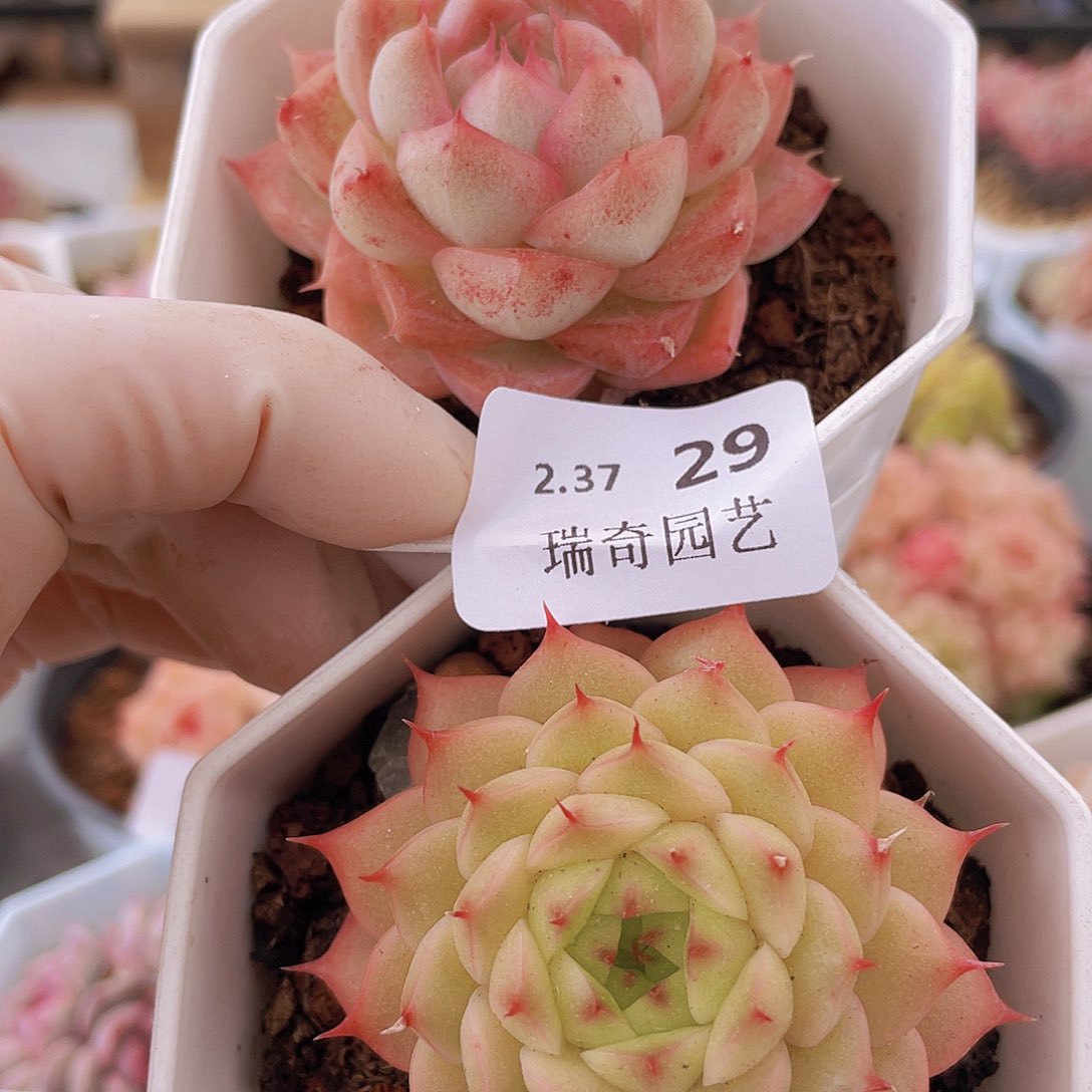 00000000000000000029量拍